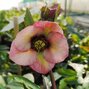8211257_helleborus_apricot_red_center_02