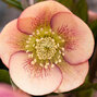 9242511_helleborus_apricot_spotted_k9_01