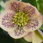 9242511_helleborus_apricot_spotted_k9_02