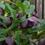 10254698_helleborus_dark_and_handsome_01