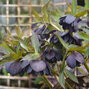 10254698_helleborus_dark_and_handsome_02