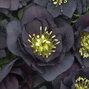 10254698_helleborus_dark_and_handsome_03
