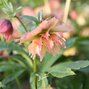 9241249_helleborus_double_apricot_01