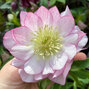 3250224_helleborus_double_ellen_pink_01