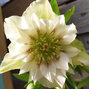 3250228_helleborus_double_ellen_spotted_white_1l_01