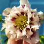 3250228_helleborus_double_ellen_spotted_white_1l_03