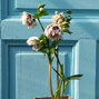 3250228_helleborus_double_ellen_spotted_white_1l_04