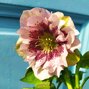 9256001_helleborus_double_ellen_spotted_pink_01