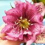 9256001_helleborus_double_ellen_spotted_pink_02