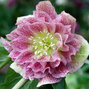 9256001_helleborus_double_ellen_spotted_pink_05