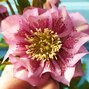 9256001_helleborus_double_ellen_spotted_pink_06