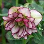 7251251_helleborus_double_picotee_red_01