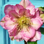 801_helleborus_double_pink_we_05