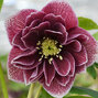 7251248_helleborus_double_red_white_edge_01