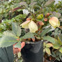 7251275_helleborus_emma_02