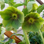 10210845_helleborus_green_spotted_02