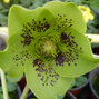 10210845_helleborus_green_spotted_03