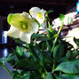 8223646_helleborus_hilda_02