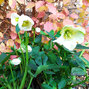 8223646_helleborus_hilda_03
