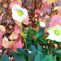 8223646_helleborus_hilda_05