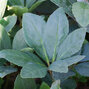 10233894_helleborus_irene_k1l_01