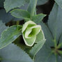 10233894_helleborus_irene_k1l_03