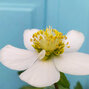 10233894_helleborus_irene_k1l_04