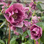 3254547_helleborus_magic_double_pink_01