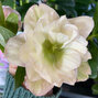 3254547_helleborus_magic_double_pink_02