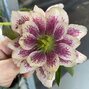 3254547_helleborus_magic_double_pink_04