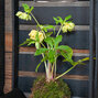 3254549_helleborus_magic_double_yellow_01