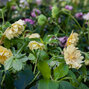 3254549_helleborus_magic_double_yellow_03