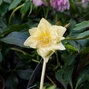 3254549_helleborus_magic_double_yellow_05