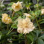 3254549_helleborus_magic_double_yellow_06