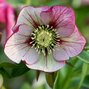777_helleborus_picotee_prince_01