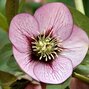 777_helleborus_picotee_prince_02