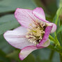 9250184_helleborus_pink_picotee_king_k2l_01