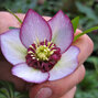 9250184_helleborus_pink_picotee_king_k2l_02