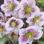 8254711_helleborus_pretty_ellen_spotted_01