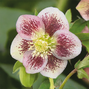 8254711_helleborus_pretty_ellen_spotted_02