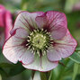 9250795_helleborus_red_picotee_king_01