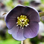 9241269_helleborus_slaty_blue_01