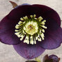 9241269_helleborus_slaty_blue_02