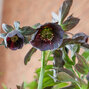 9241269_helleborus_slaty_blue_05