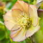 8254798_helleborus_super_yellow_apricot_01