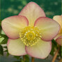 8254798_helleborus_super_yellow_apricot_02