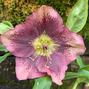 325104269_helleborus_unique_no_2