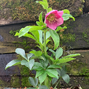 325114269_helleborus_unique_no