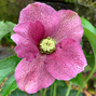 325124269_helleborus_unique_no_2