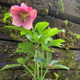 325134269_helleborus_unique_no